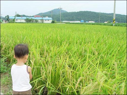 3살인 태민이가 아빠 손을 놓고 뒤뚱뒤뚱 달려가 도착한 곳은 제법 황금빛을 띠고 있는 벼 앞. 벼를 잡더니 만지작만지작 합니다. 